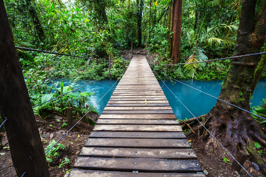 Hanging Bridge in Green Jungle Costa Rica